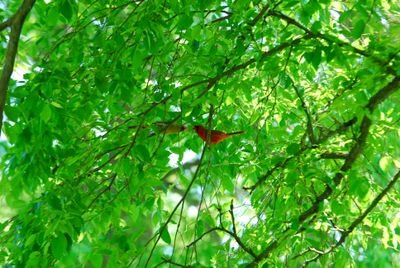 DSC_0475.JPG