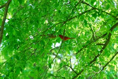 DSC_0476.JPG