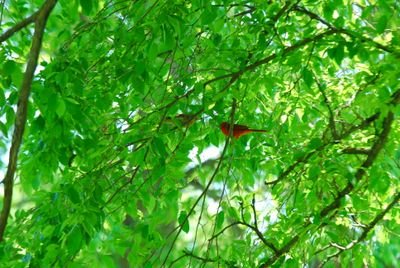 DSC_0477.JPG